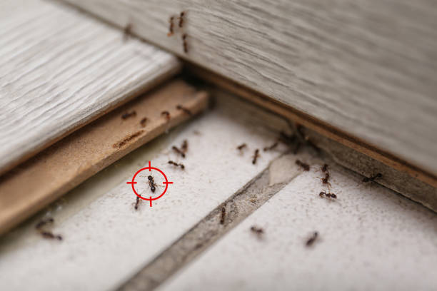 Best Local Pest Control Services  in Rugby, ND